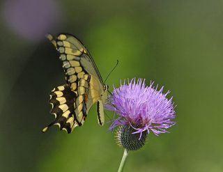 giant-swallowtail