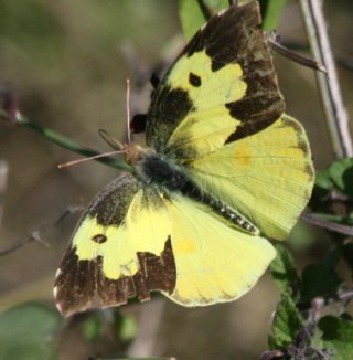 Southern dogface (Colias cesonia) dorsal