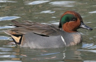 Green-winged Teal 1000