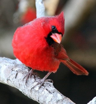 Cardinal800