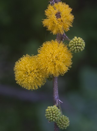 Huisache Blossoms