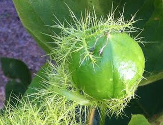PF5-Green Fruit