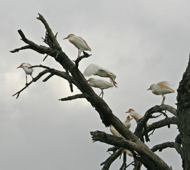 Cattle Egrets in tree