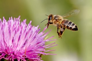 Honeybee 1000