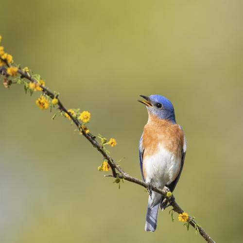 Easterm Bluebird (male)